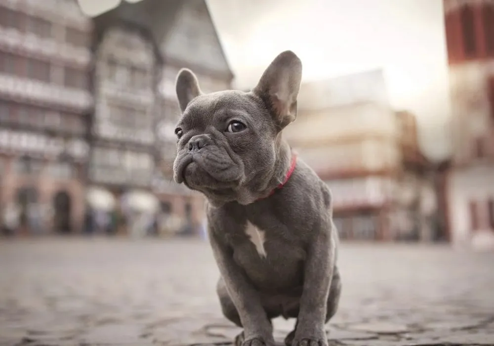 Why is the French Bulldog considered a companion dog Discover the loyal, playful and adaptable traits that make them perfect family pets