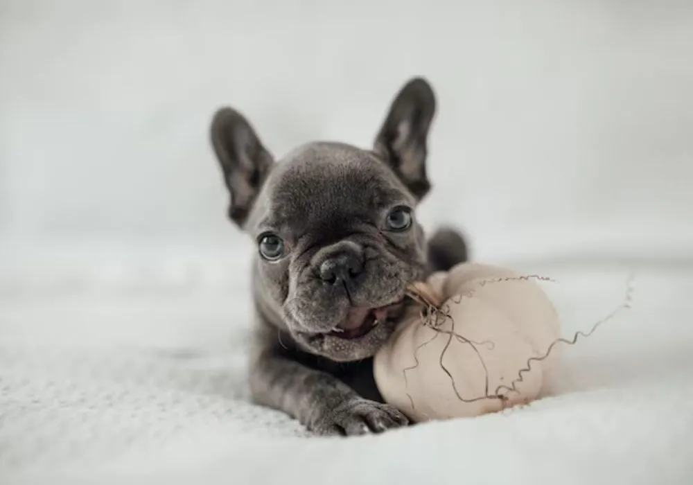 How Breed selection and its direct impact on personality Shapes Your French Bulldog's Temperament and Trainability
