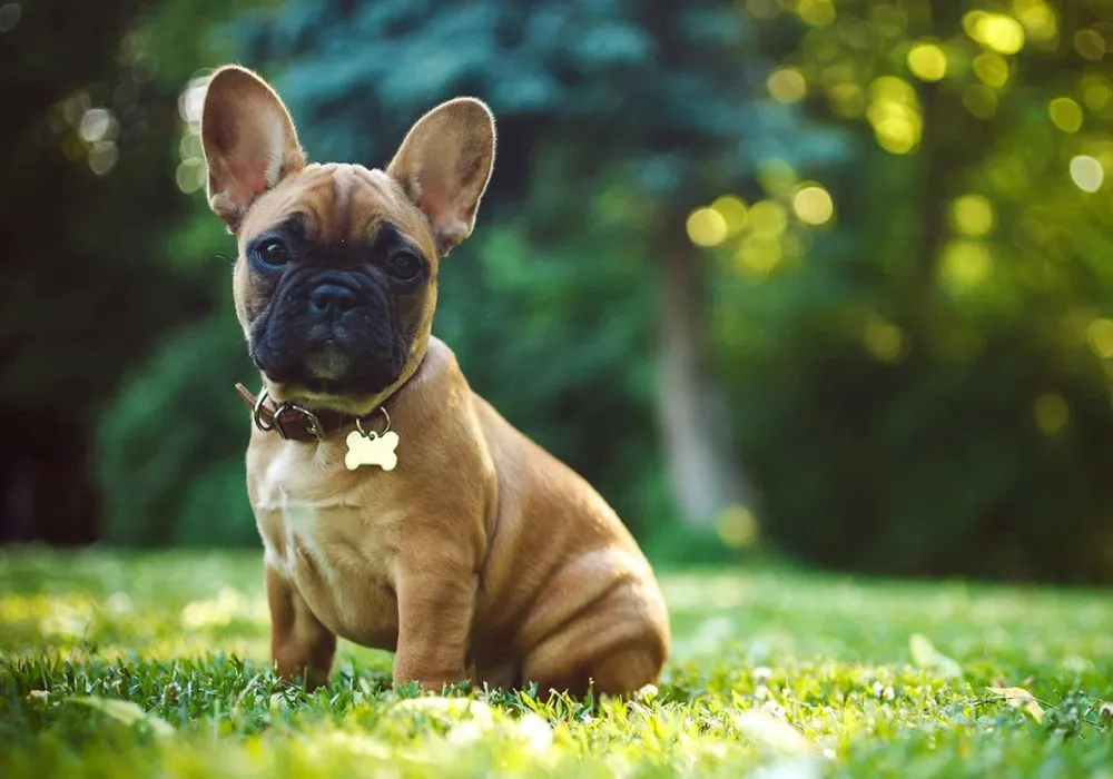Introducing new animals into the environment What Every French Bulldog Owner Needs to Know for Safe Stress-Free Introductions
