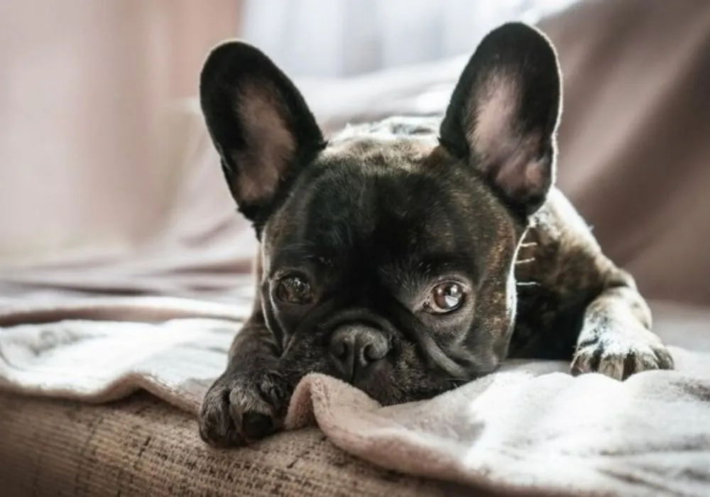 The role of upbringing in final temperament of French Bulldogs revealed expert tips to raise a well-balanced companion