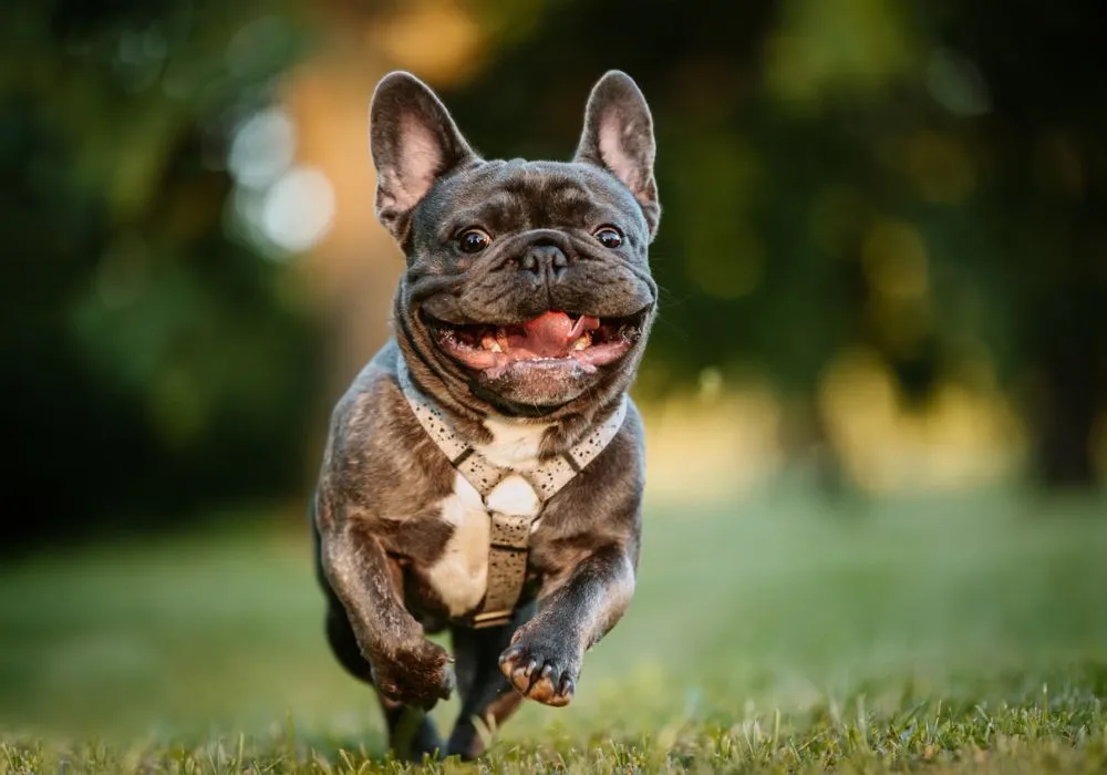 How temperament influences the owner's routine with French Bulldogs and easy daily changes for happier pets