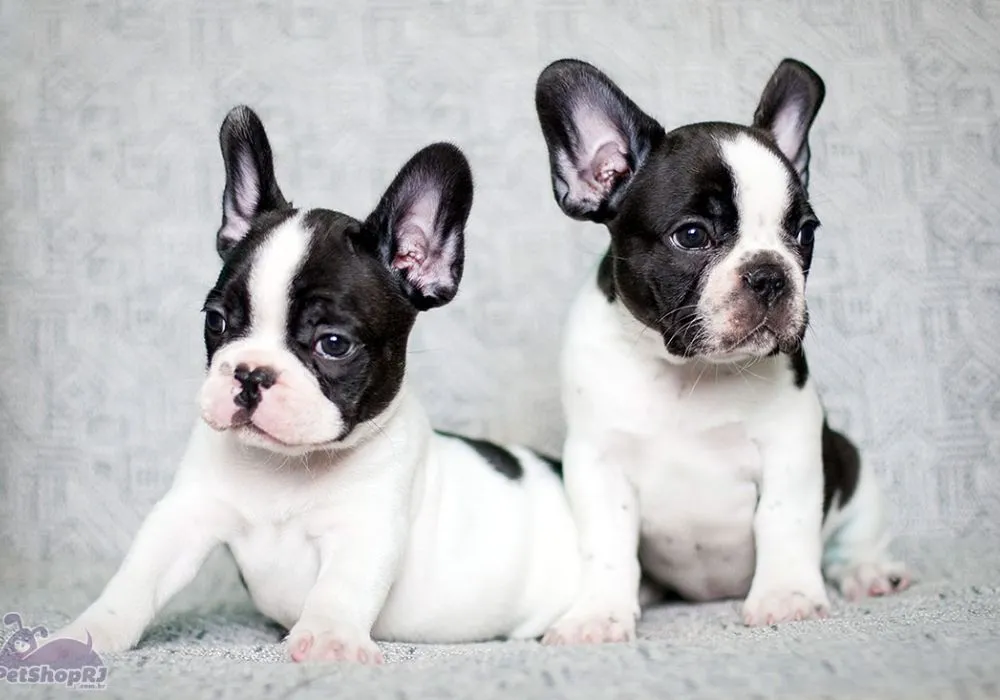 What the French Bulldog's Behavior Means and How to Read Their Mood Health and Bonding Signals
