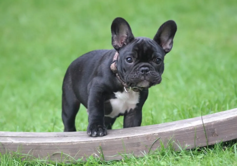 French Bulldog: calm, but attentive to its surroundings