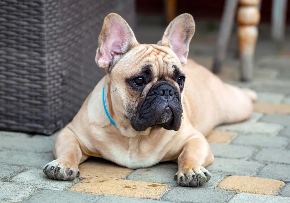 Is the French Bulldog patient with children?