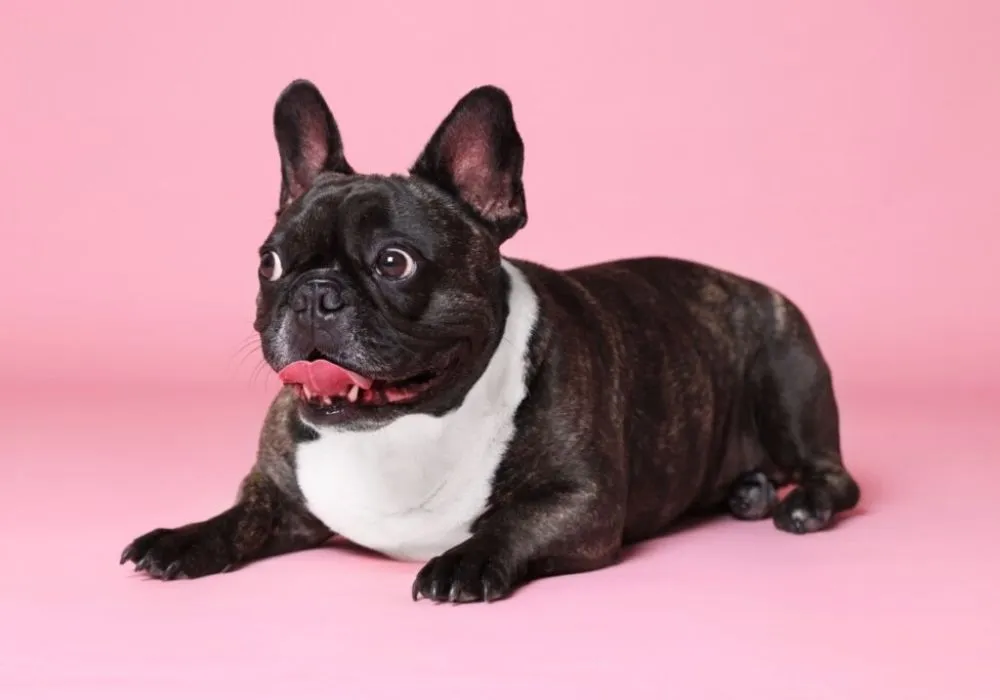 Does each French Bulldog have a different temperament?