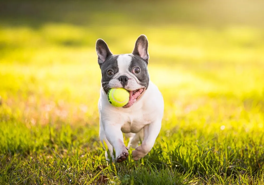 The breed's emotional behavior in daily life of French Bulldogs explained and how to read moods, reduce stress and strengthen your bond