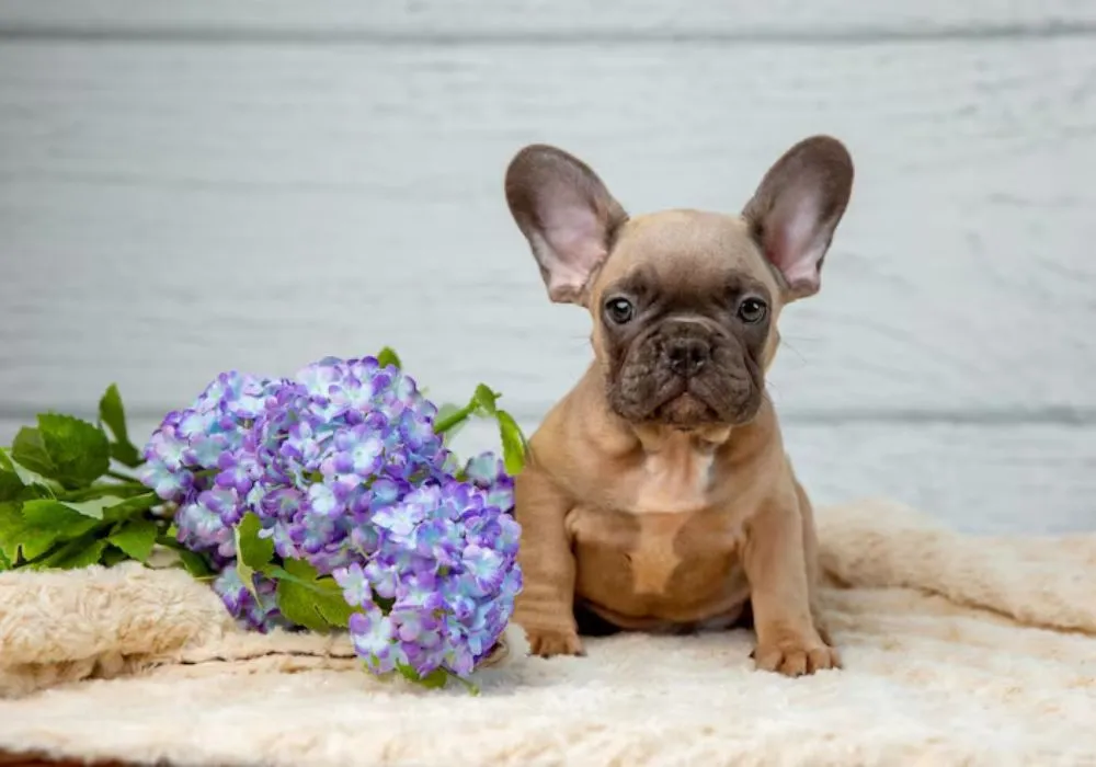 Limits and respect in living with children when sharing your home with a French Bulldog