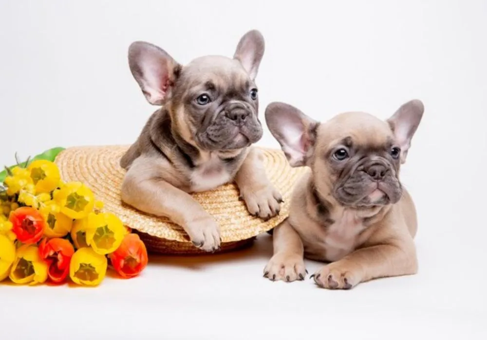Little-known truths about the breed's personality revealed for French Bulldog owners