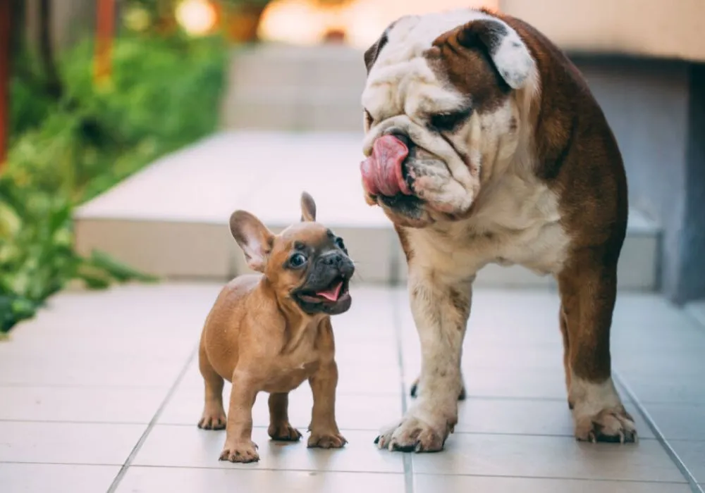 Is the French Bulldog an emotionally dependent dog? Find out the truth and how to help your clingy companion